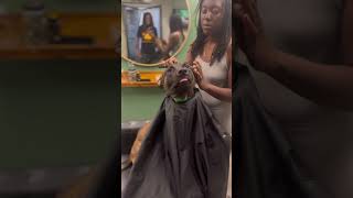 How he look viralvideo dog dogs doglover puppy hairstyle malinois dogtraining fyp [upl. by Ekram182]