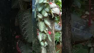 episcia plant plantlover plants [upl. by Valenka]