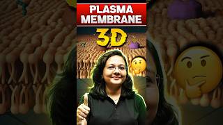 Plasma Membrane 3D PW Structure [upl. by Ellenar]