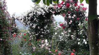 영국덩쿨장미 스트로베리힐 과 폴스탑 A climbing rose strawberry hill and falstaff [upl. by Alvinia]