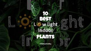 Best indoor plants without sunlight  low light indoor plants shorts houseplants lowlightplants [upl. by Suoivatnom]