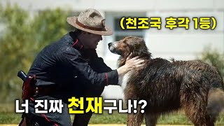 이게 실화라고 버려진 유기견을 입양해 사랑으로 키우면 벌어지는 일 영화리뷰결말포함 [upl. by Ranilopa998]