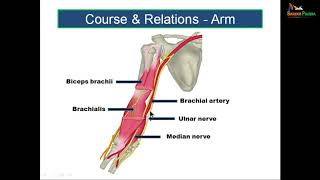 Median Nerve [upl. by Koval]