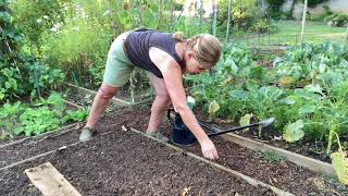 Inis Moestuin 28 Winterbladgroenten zaaien zoals spinazie en veldsla [upl. by Nosnej]