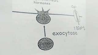 endocytose et exocytose [upl. by Tyree]