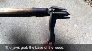 Grampas Weeder  the easiest weeding tool Ive found [upl. by Ximena71]