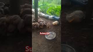 THE BAST ROOSTERS CHICKEN LAY Exchequer leghorn [upl. by Annayar64]