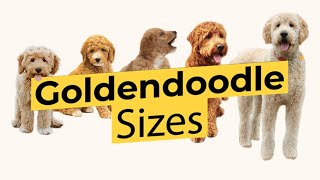 Which Goldendoodle Size 🐶 Mini 🐶 Medium 🐶 Standard 🐶 [upl. by Australia]