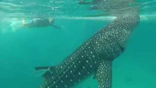 Swimming with the Butanding Whale Sharks in Cebu [upl. by Eimaj]