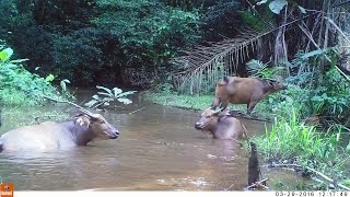 Les buffles de la Forêt Gabonaise [upl. by Adelheid884]