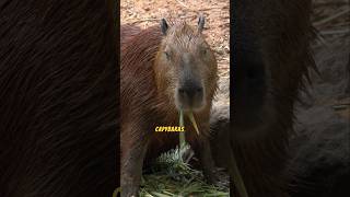 Meet the Chill Giants of the Rodent World🐭🐀 Capybaras wildlife amazinganimals [upl. by Mariande]