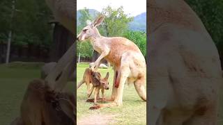 🦘kangaroo and its babies  🦘kangaroo kangaroobaby viralvideo 🦘 [upl. by Zorine]