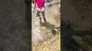 Remove Trash Clogged Culvert Drain unclog remove shortsvideo drain water culvert remove [upl. by Siuraj]