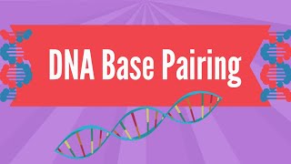 DNA Base Pairing [upl. by Ailecec]