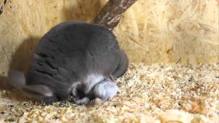 Chinchilla birth [upl. by Wendell]