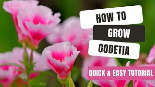 Growing Godetia From Seed  Quick amp Easy Tutorial [upl. by Rector]