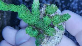 Montipora digitata green fluor coral gandalf [upl. by Anires439]