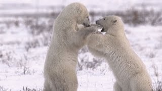 Polar Bears Of The Canadian Arctic SD [upl. by Eliza]