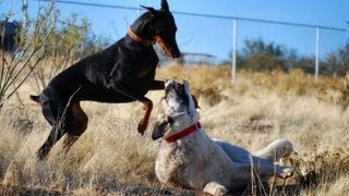 Doberman takes on Kangal  Two breeds playing hard [upl. by Ardisi]