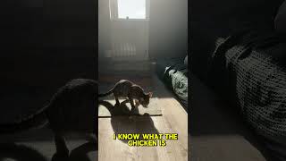 Kitten’s diary pt3 cutepets funnyanimals cat funnycats cute funny asmr shorts kitten pets [upl. by Eive]