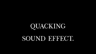 Duck Quacking Enthusiastic Waterfowl Sounds in Natural Setting Sound Effect [upl. by Ahsienahs157]