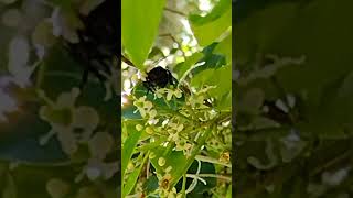 bUMBLE BEE bumblebee bumblebees pollen bee keepitreel naturelovers videoshort neocurio [upl. by Allveta]