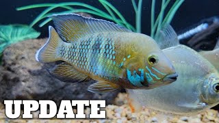 Green Terror Andinoacara Stalsbergi Cichlid UPDATE [upl. by Hasin813]