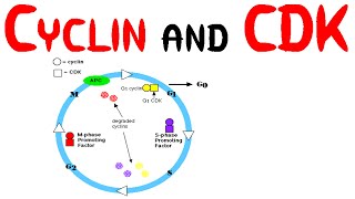 Cyclin and CDK [upl. by Kylila]