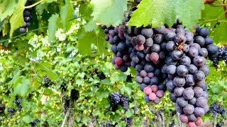 Cómo cultivar Uvas para la elaboración de Vino  TvAgro por Juan Gonzalo Angel [upl. by Suoivart]