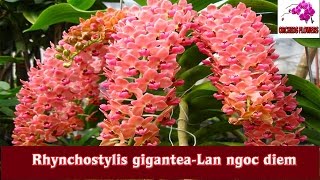 Orchids Flowers  Rhynchostylis giganteaLan ngoc diem  hoa lan [upl. by Bollay]