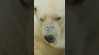 The Surprising Truth About Polar Bears [upl. by Hurless997]