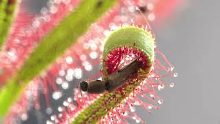 PLANTA CARNIVORA DROSERA CAPTURANDO INSECTO [upl. by Nnyla]