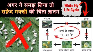 सफेद मक्खी का जीवन चक्र और निवारण । White Fly Life Cycle From Eggs to Adults  aasankheti [upl. by Aver18]