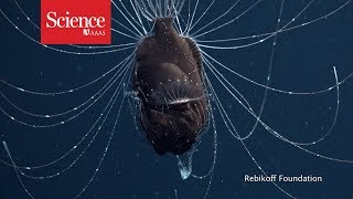 First footage of deepsea anglerfish pair [upl. by Kano]