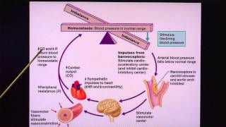 Regulation of Blood Pressure [upl. by Eillil886]