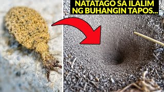 Ganito mang Hunting ang Insekto na ito 8 Matitinding Insekto at Hayop na Hunter sa Kalikasan [upl. by Itsyrk]