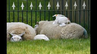 Lamb on mothers back [upl. by Cailly]