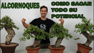 BONSAI ALCORNOQUE ¿COMO SACARLE SU MAXIMO RENDIMIENTO [upl. by Alma797]