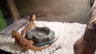 Bearded Dragons Courting Each Other Arm Wave and Head Bobbing [upl. by Enajharas186]