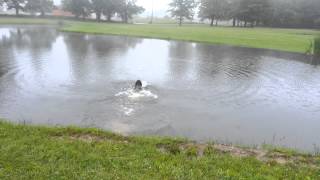 Wirehaired Pointing Griffon water training [upl. by Eelirrem]