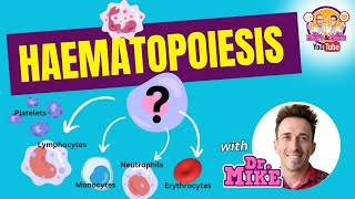 Hematopoiesis  Erythropoiesis [upl. by Trilbee]