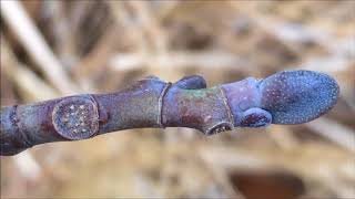 Tulip Tree Liriodendron tulipifera  buds amp leaf scar close up  December 2017 [upl. by Eerok]