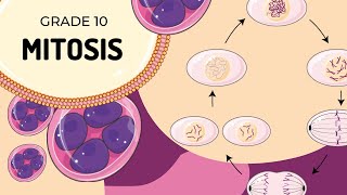 Mitosis [upl. by Perusse]