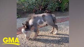 Miniature horse who was born deaf and with malformed legs learns to walk l GMA [upl. by Quickel]