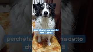 Cani divertenti sweetness 💝 canidivertenti pets caninecuteness divertente doglover humor cani [upl. by Finnie]