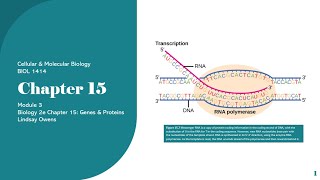 BIOL1414 Chapter 15 PPT [upl. by Analle]