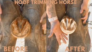 Satisfying hoof trim [upl. by Iow]