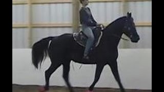 The Gaited Horse Gait Spectrum [upl. by Steel207]