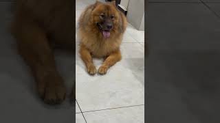 Long live Rocky raja parambarai funny doglover tamilcomedy cute dogowner shorts pets [upl. by Kyriako]