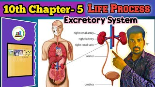 Excretory System class 10  Excretory System [upl. by Ahsinna]